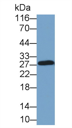 36227