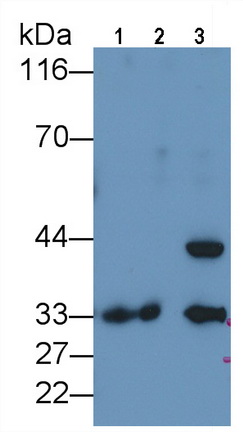 14755