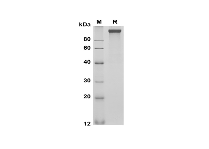 Валидация Elabscience PDMM100182(1142)