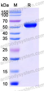 EHJ95102, SDS-PAGE