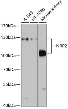 Валидация Elabscience E-AB-60749