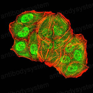 Валидация IF - AntibodySystem RHC17503