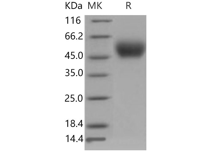 Валидация Elabscience PKSM040836(4799)
