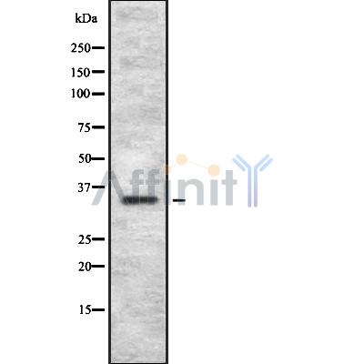 Валидация Affinity DF8695 - 20677
