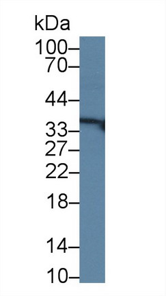 8781