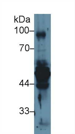 13002