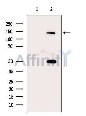 Валидация Affinity DF15729 - 12204