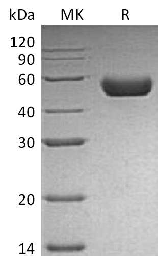 Валидация Elabscience PKSM041281(5177)