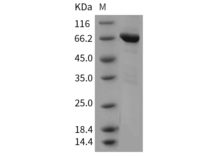 Валидация Elabscience PKSM040369(4371)