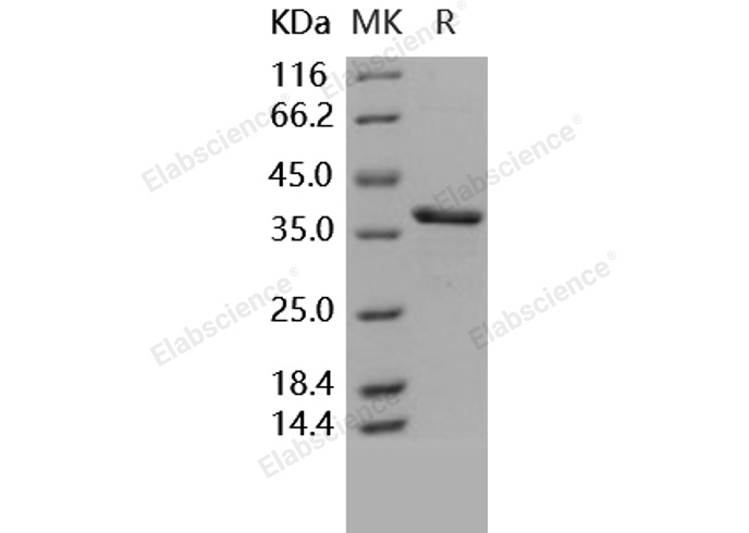 Валидация Elabscience PKSH031586(2256)