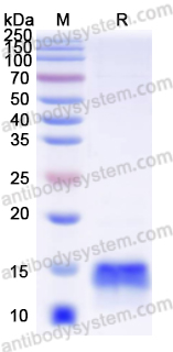 Валидация AntibodySystem EHB93401