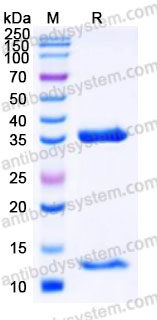 AHF14602, SDS-PAGE