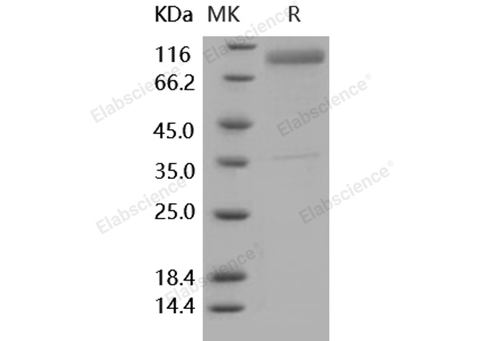 Валидация Elabscience PKSH031658(2310)