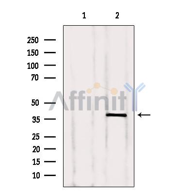 Валидация Affinity AF6090 - 3297
