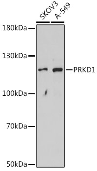 Валидация Elabscience E-AB-66714