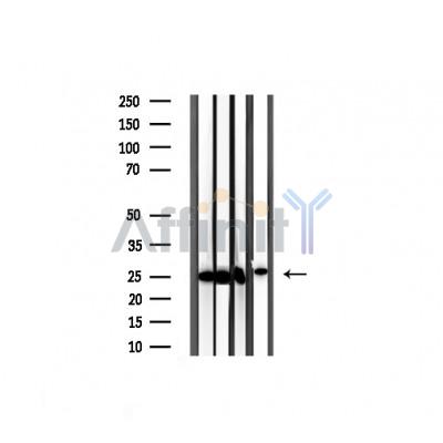 Валидация Affinity AF7009 - 4146