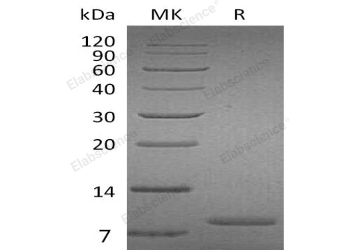 Валидация Elabscience PKSH033201(3551)