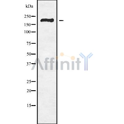 Валидация Affinity DF9853 - 22769