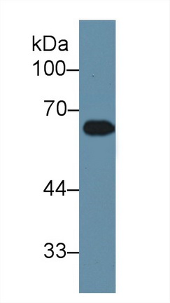 12332