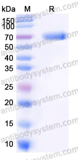 EHJ73201, SDS-PAGE