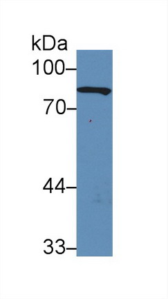 9766