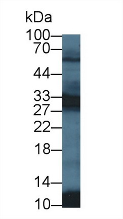 8594
