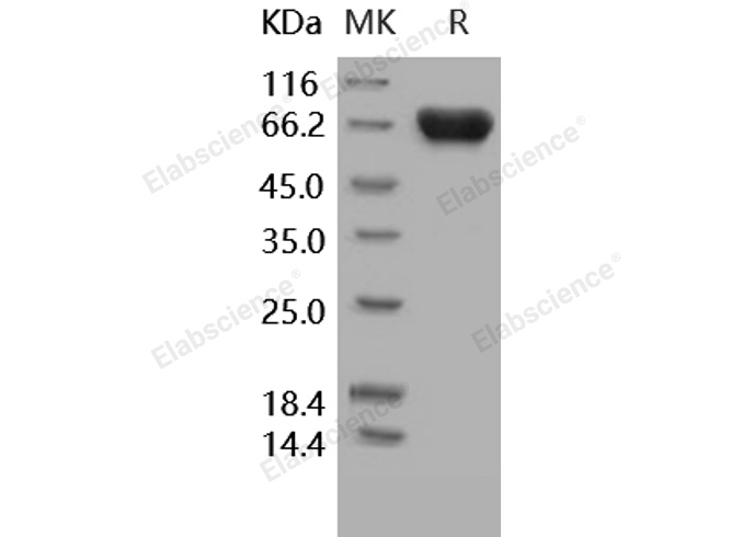 Валидация Elabscience PKSH031614(2276)
