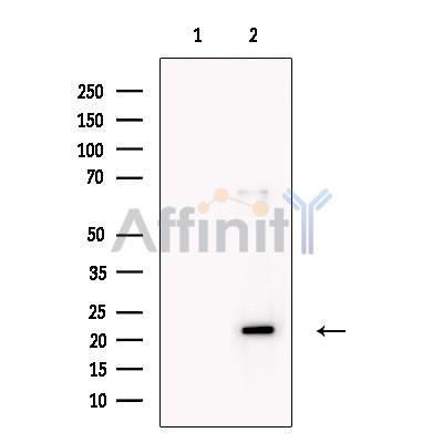 Валидация Affinity DF13468 - 8821