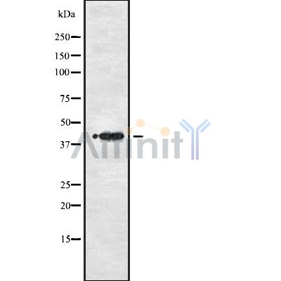 Валидация Affinity DF10258 - 5853