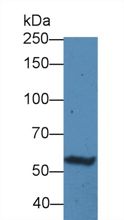 12562