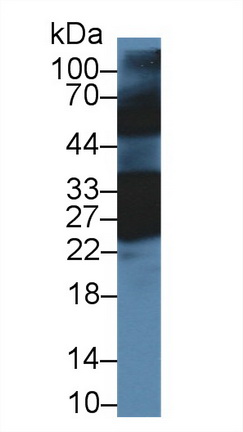 14497