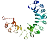 RGD Motif, Leucine Rich Repeats, Tropomodulin Domain And Proline Rich Containing Protein (RLTPR)