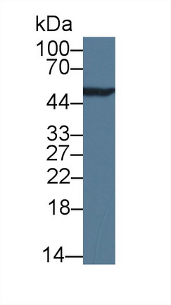 14860