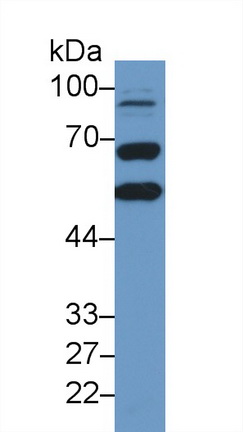 13268