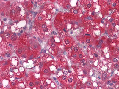 Валидация AntibodySystem RHC09701