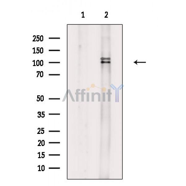 Валидация Affinity DF4426 - 15928