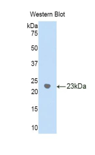 40313