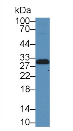 12960