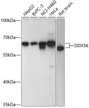 Валидация Elabscience E-AB-65629