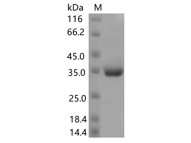 Валидация Elabscience PKSV030466(6188)