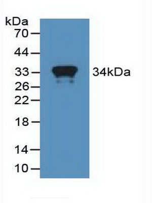 38464