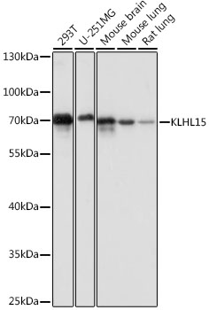 Валидация Elabscience E-AB-66861