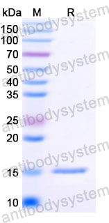 Валидация SDS-PAGE - AntibodySystem RVV00107