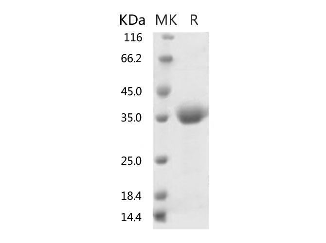 Валидация Elabscience PKSR030521(5836)