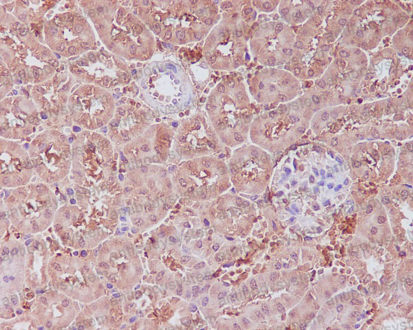 Валидация AntibodySystem RHA27801 (79)