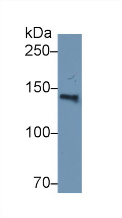 10310