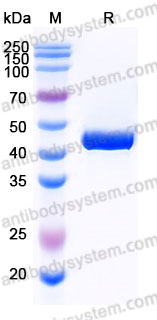 AHJ41002, SDS-PAGE