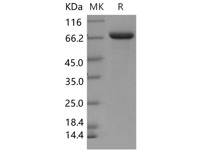 Валидация Elabscience PKSM040503(4497)
