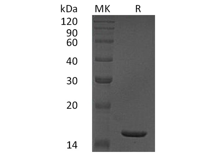 Валидация Elabscience PKSH033490(3795)