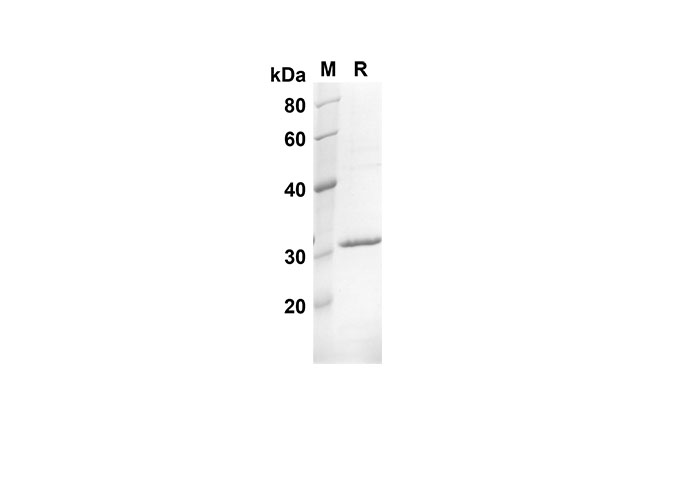 Валидация Elabscience PDEH100550(66)